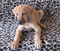 ridgeback litter